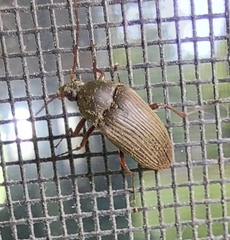 Androchirus erythropus