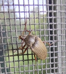 Androchirus erythropus