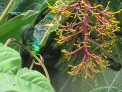 Chlorostilbon melanorhynchus