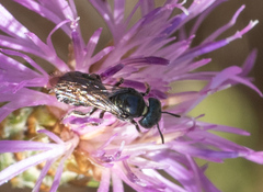 Ceratina cyanea