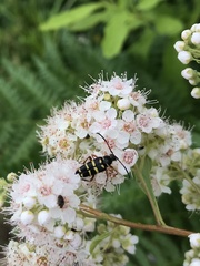 Typocerus sparsus