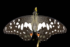 Papilio demoleus