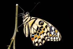 Papilio demoleus