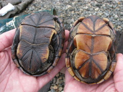 Kinosternon subrubrum subrubrum