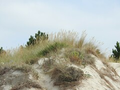 Crucianella maritima