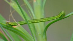 Eupithecia lariciata