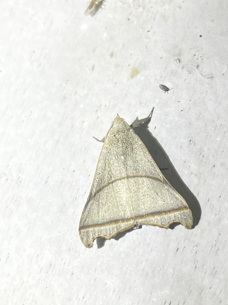 Paralephana incurvata