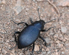 Eleodes extricata