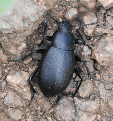 Eleodes extricata