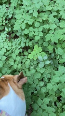 Vancouveria hexandra