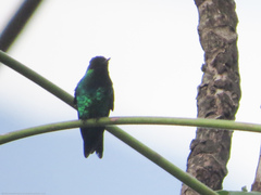 Chlorostilbon melanorhynchus