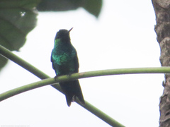 Chlorostilbon melanorhynchus