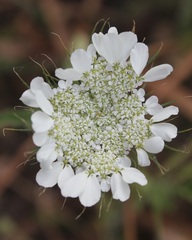 Tordylium officinale