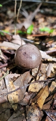 Tylopilus plumbeoviolaceus image