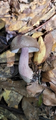 Tylopilus plumbeoviolaceus image