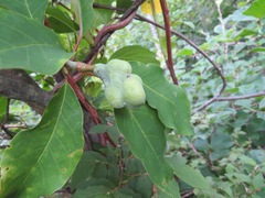 Magnolia salicifolia