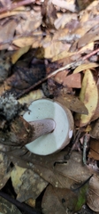 Tylopilus plumbeoviolaceus image