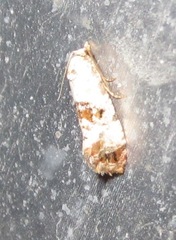 Neocochylis hybridella