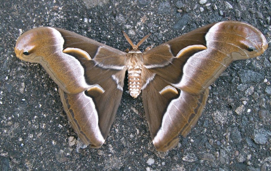 Ailanthus Silkmoth