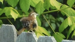 Thryothorus ludovicianus