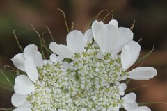 Tordylium officinale