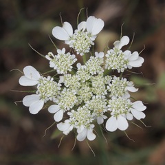 Tordylium officinale