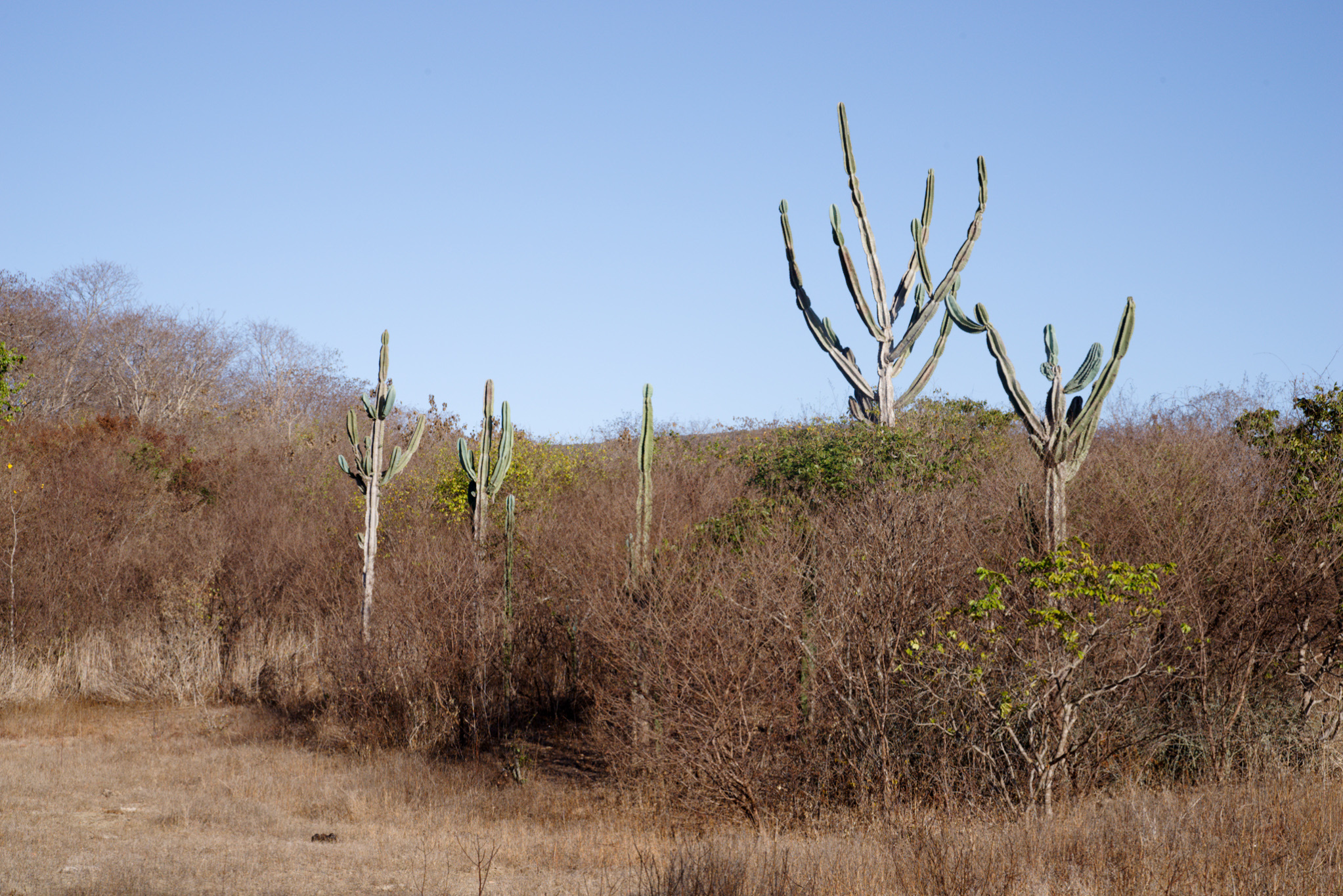 Cereus jamacaru