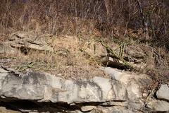 Pseudoacanthocereus brasiliensis