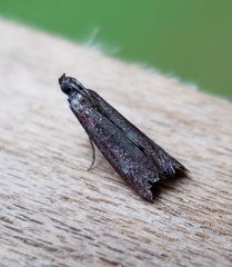 Varneria postremella