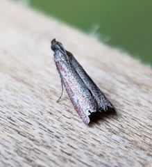 Varneria postremella