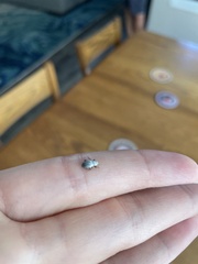 Myosides seriehispidus