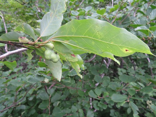 Magnolia salicifolia, photograph 4