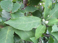 Magnolia salicifolia