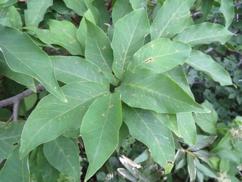 Magnolia salicifolia, photograph 5