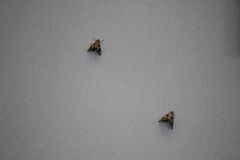 Petrophila jaliscalis