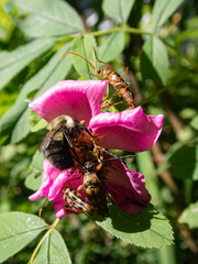 Strangalia luteicornis
