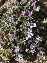 Astragalus kentrophyta tegetarius