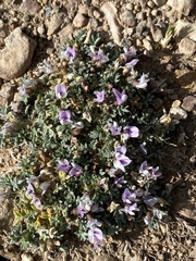 Astragalus kentrophyta tegetarius