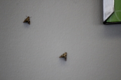 Petrophila jaliscalis