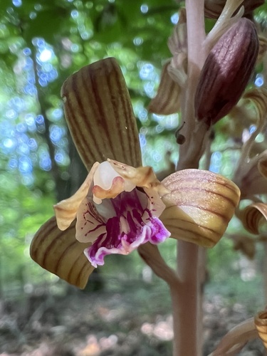 Spiked crested coralroot (Bletia spicata)