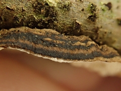 Datronia stereoides