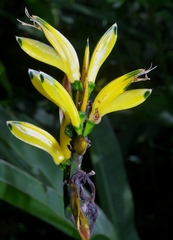Heliconia hirsuta