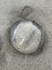 Aequorea victoria