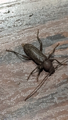Trichoferus campestris