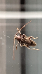 Trichoferus campestris