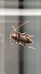 Trichoferus campestris