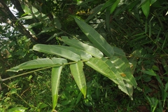 Heliconia hirsuta