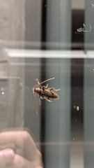 Trichoferus campestris