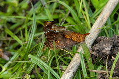 Hypanartia cinderella