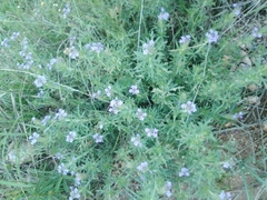 Glandularia chiricahensis